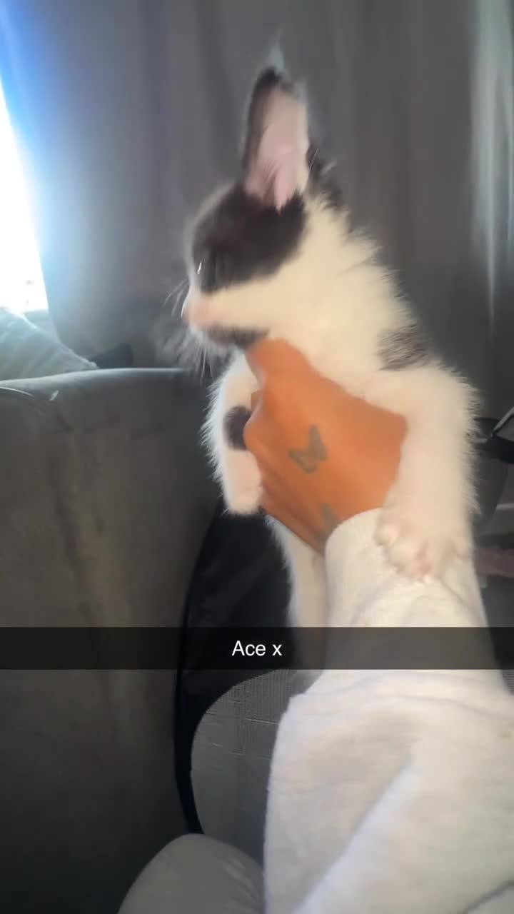 Mixed Breed cats for sale: 3 female kittens 1 male  in Coventry - Video 2