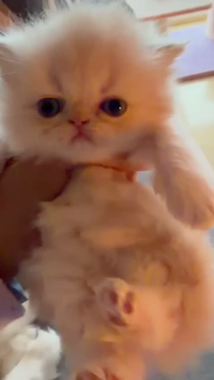 Persian cats for sale: Pure bred   **  cream shaded Persian kitten  in Hounslow - Video 3