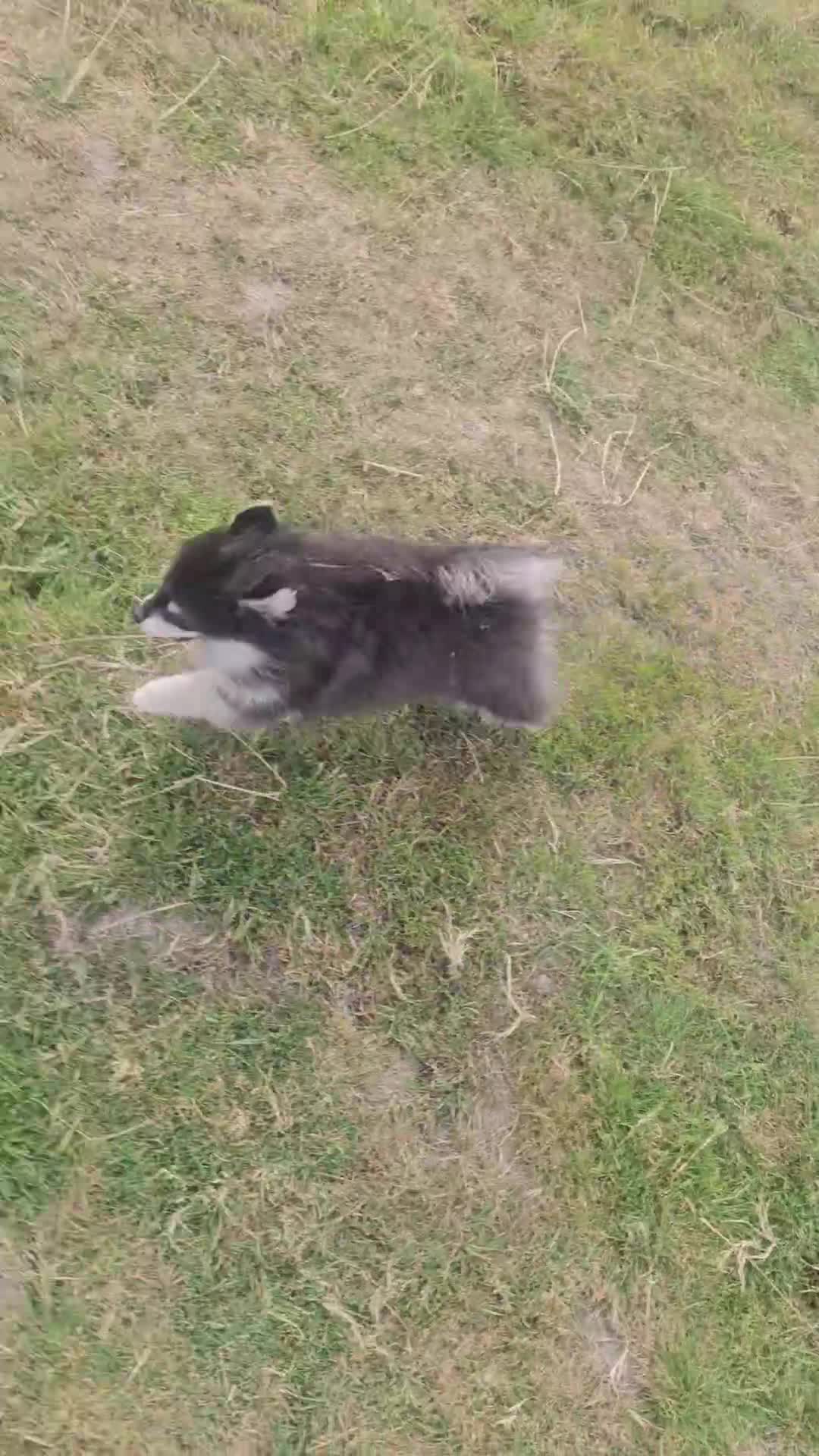 Pomsky dogs for sale: Pomsky puppies very small toy size F3  - Video 1