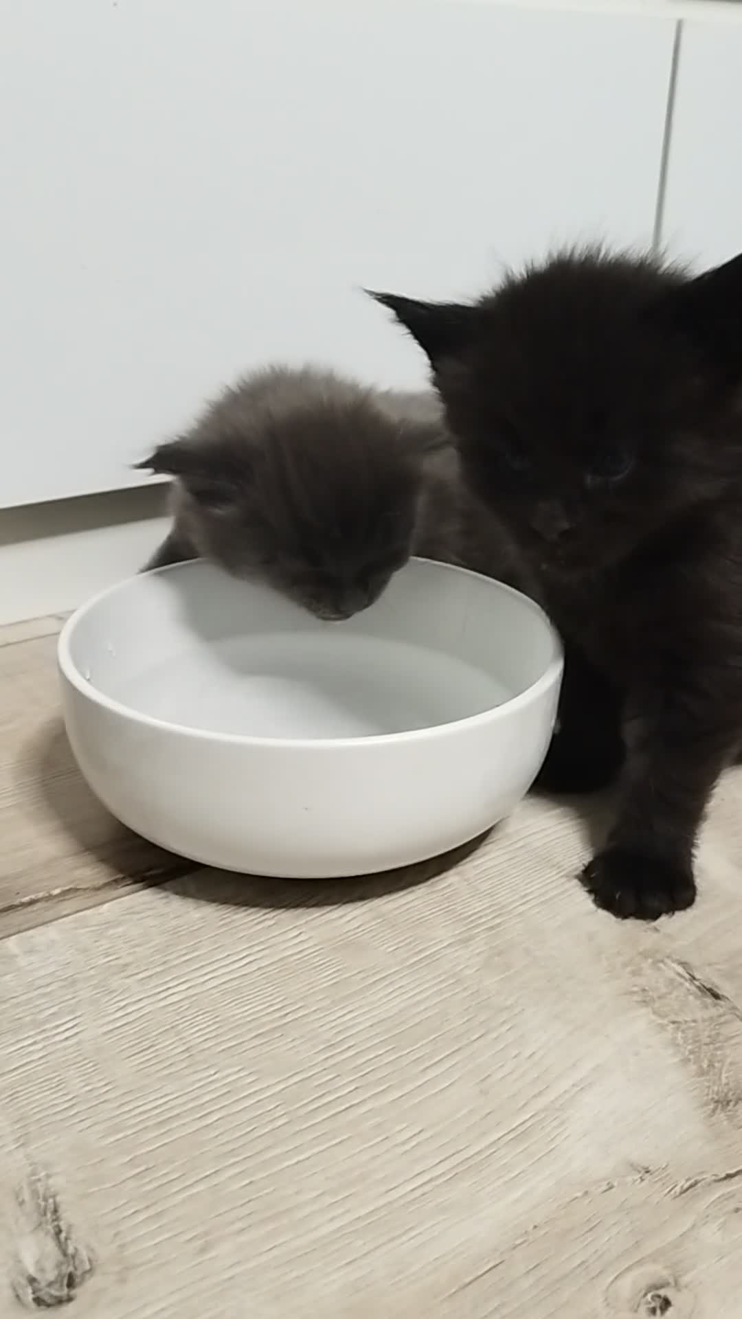 Maine Coon cats for sale: Purebred Maine Coon Kittens - Video 2