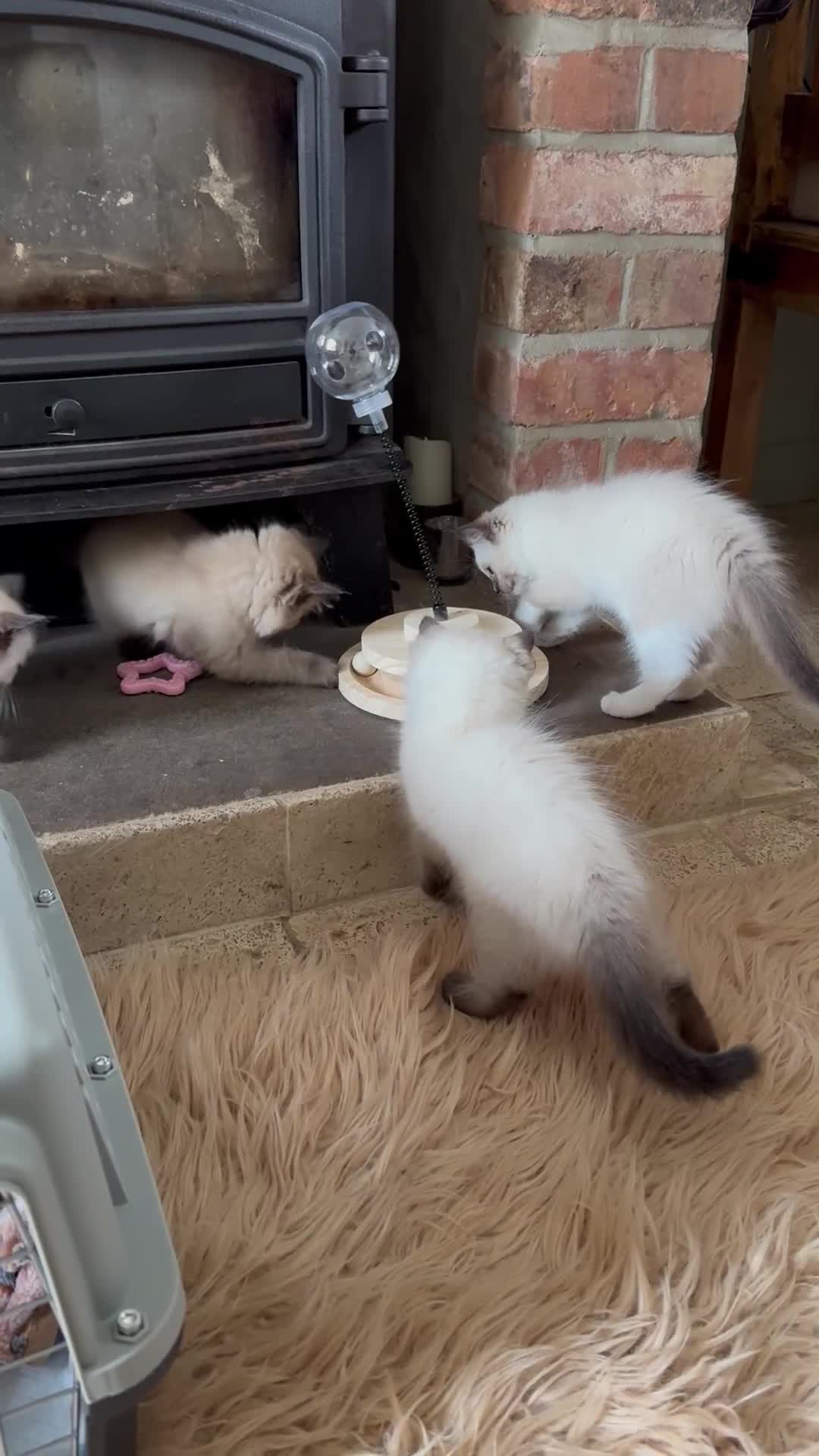 Ragdoll cats for sale: ⭐️ DNA tested Ragdoll female ready 1/8/25 ⭐️ in Loughborough - Video 1