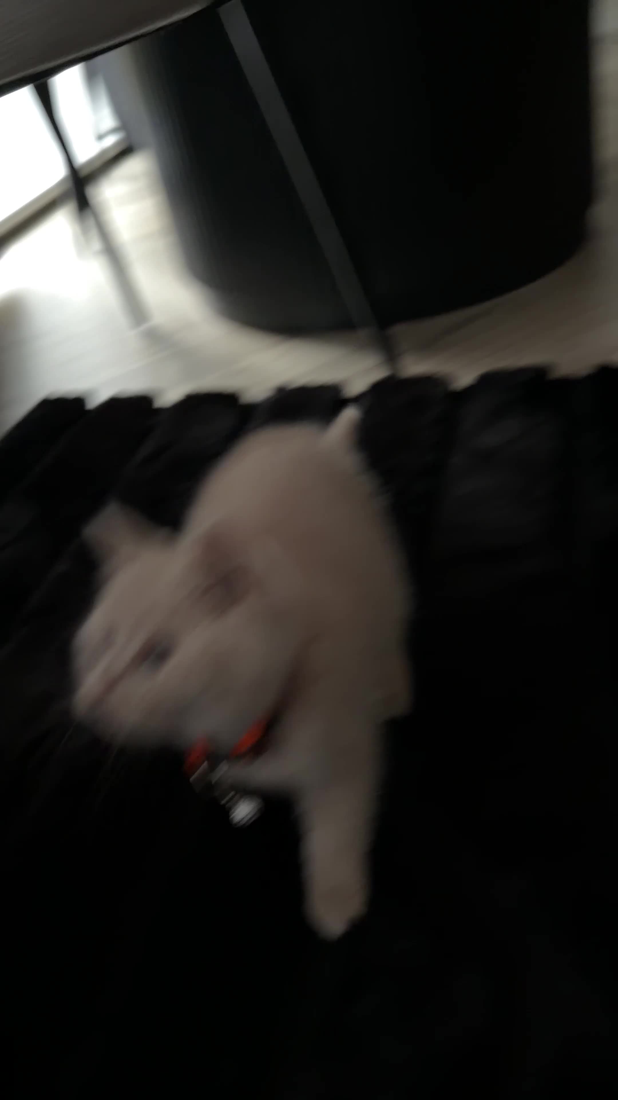 British Shorthair cats for sale: Lilac British Shorthair  - Video 1