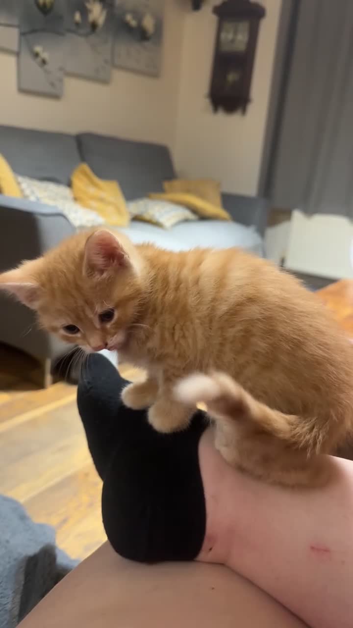 Mixed Breed cats for sale: * READY TO GO * LAST STUNNING GINGER GIRL LEFT*** - Video 1