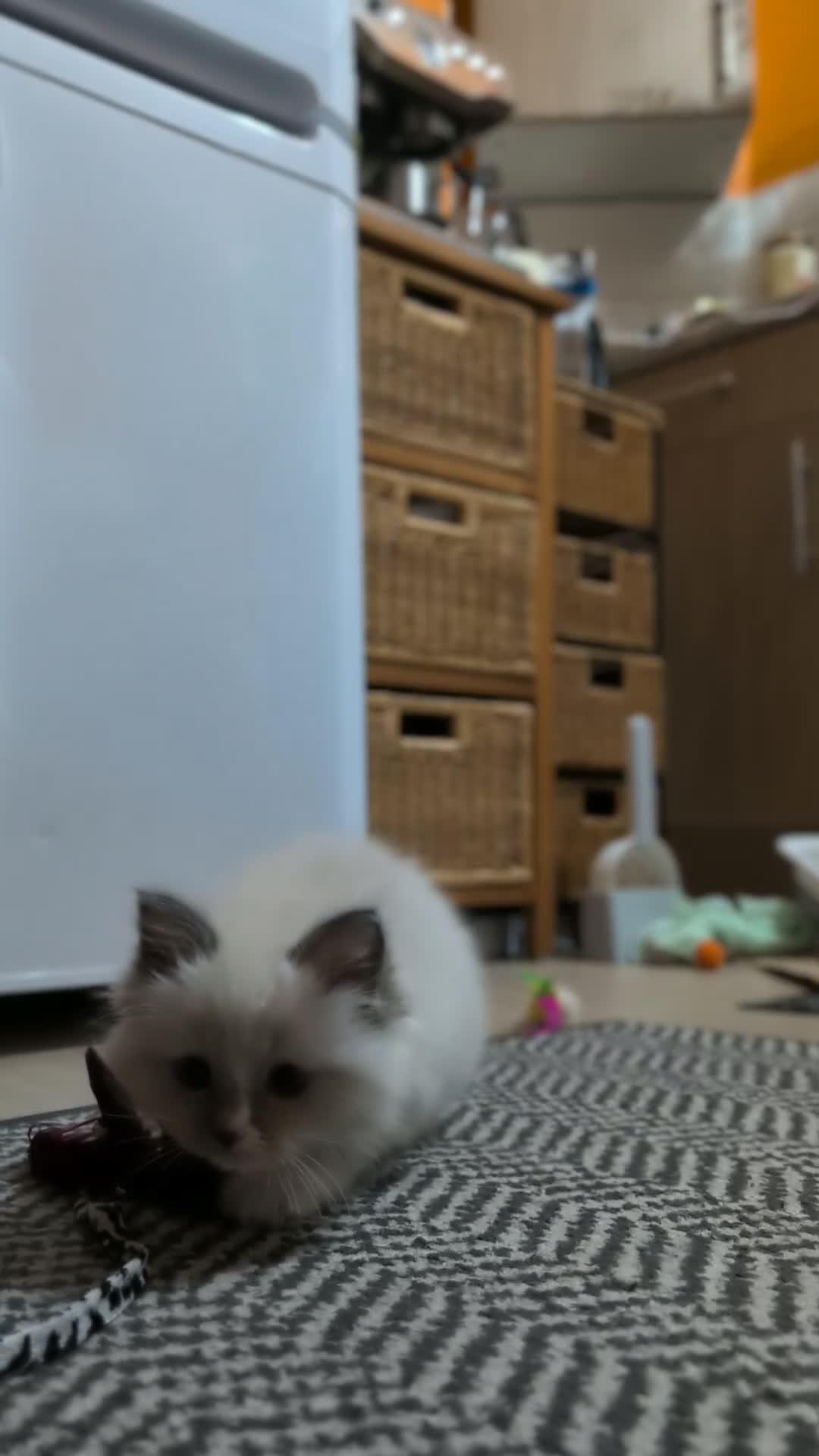 Ragdoll cats for sale: Handsome pedigree Ragdoll kitten needs rehoming  - Video 2