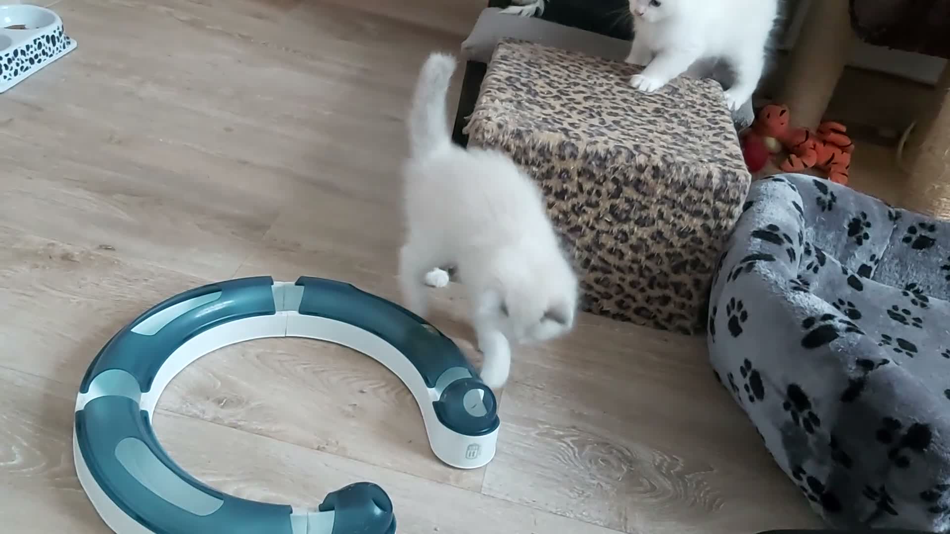 Ragdoll cats for sale: RAGDOLLS BICOLOUR GIRL BOY BLUE EYES  - Video 1
