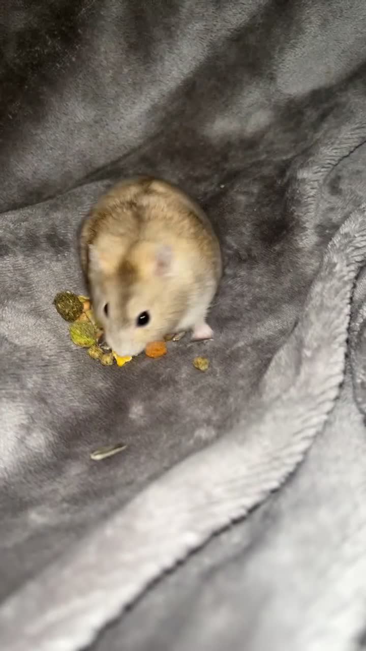 Hamster rodents for sale: Whiskey 🐹 13 month old Female Dwarf hamster  - Video 3