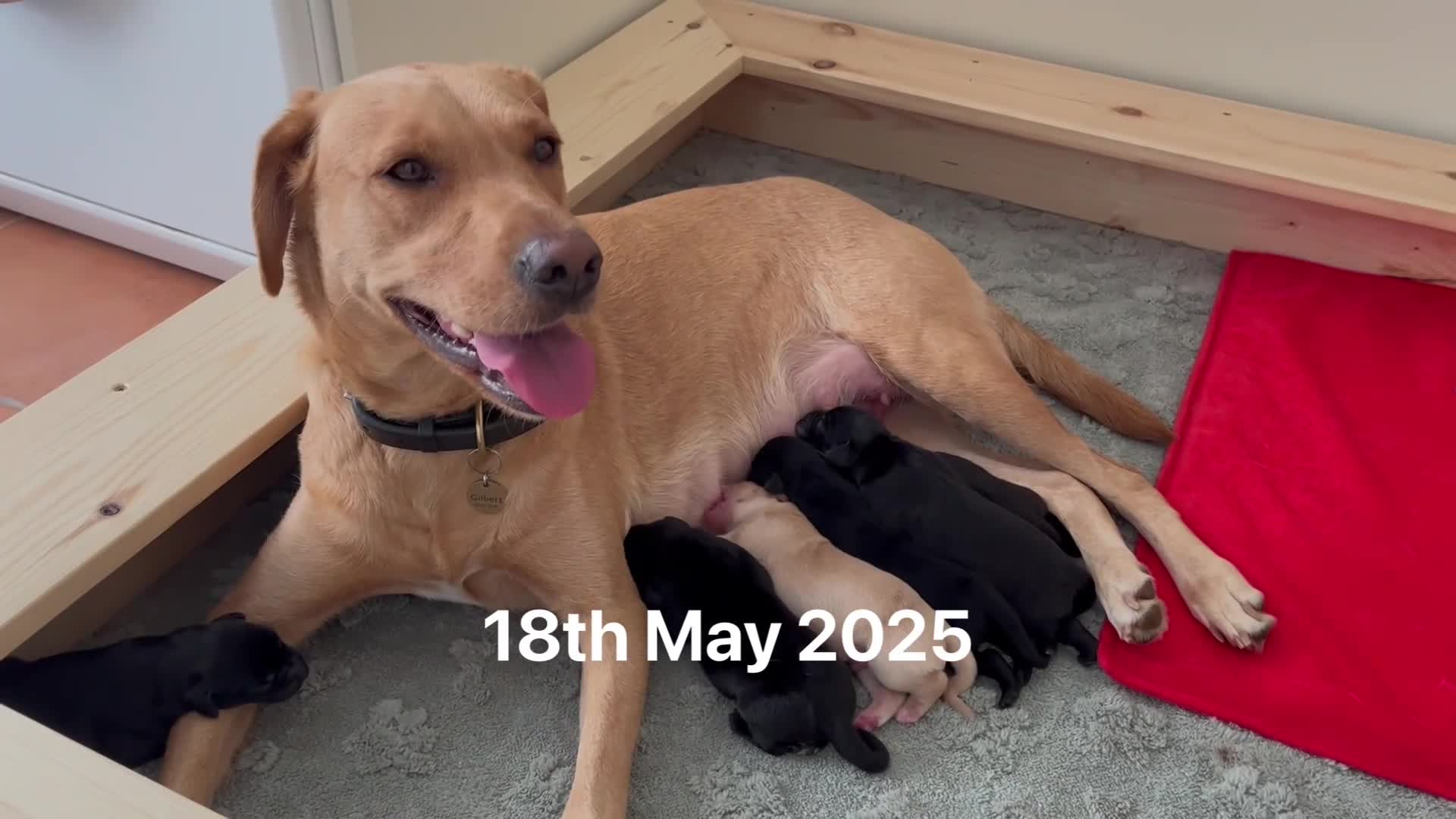 Labrador Retriever dogs for sale: Confident, Clever KC Labrador Puppy - Video 3
