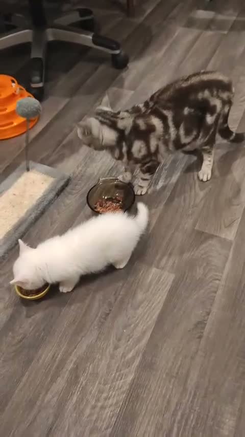 British Shorthair cats for sale: *READY NOW* PURE WHITE BSH KITTEN *LAST ONE* - Video 1