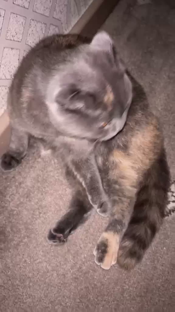Scottish Fold cats for sale: Female  - Video 2
