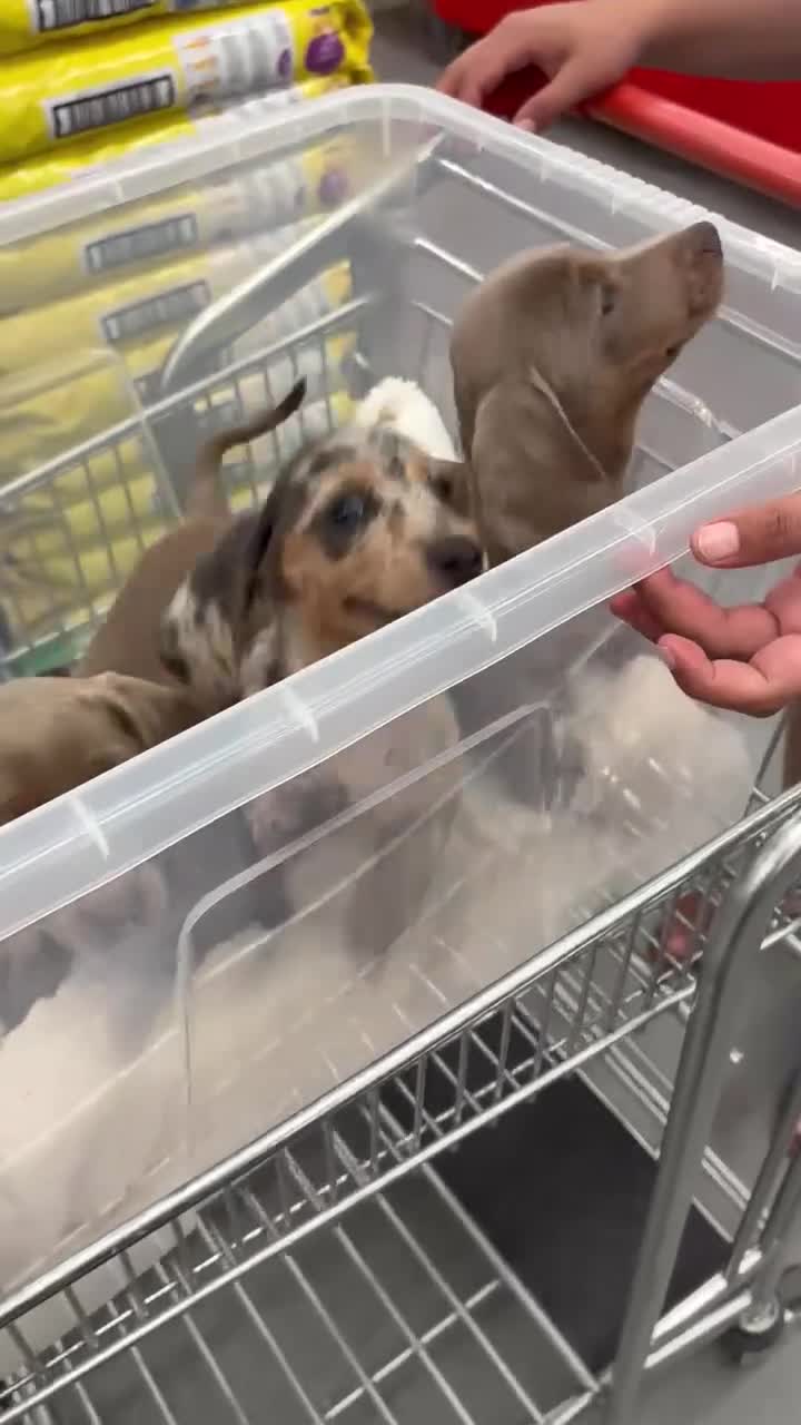 Miniature Dachshund dogs for sale: These 3 beautifull miniature dachshunds - Video 2