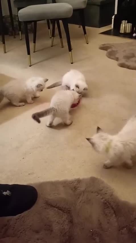 Ragdoll cats for sale: ❤️Amazing Pure Ragdoll Girls Waiting Loving Family - Video 4