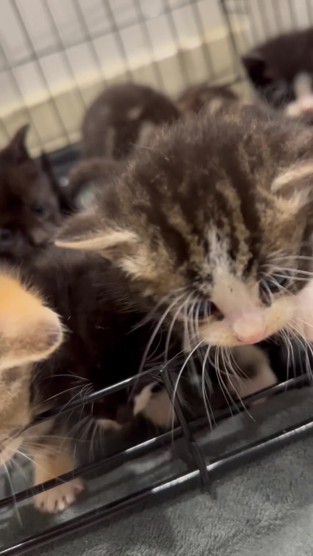 Domestic Shorthair cats for sale: Kittens - Video 1
