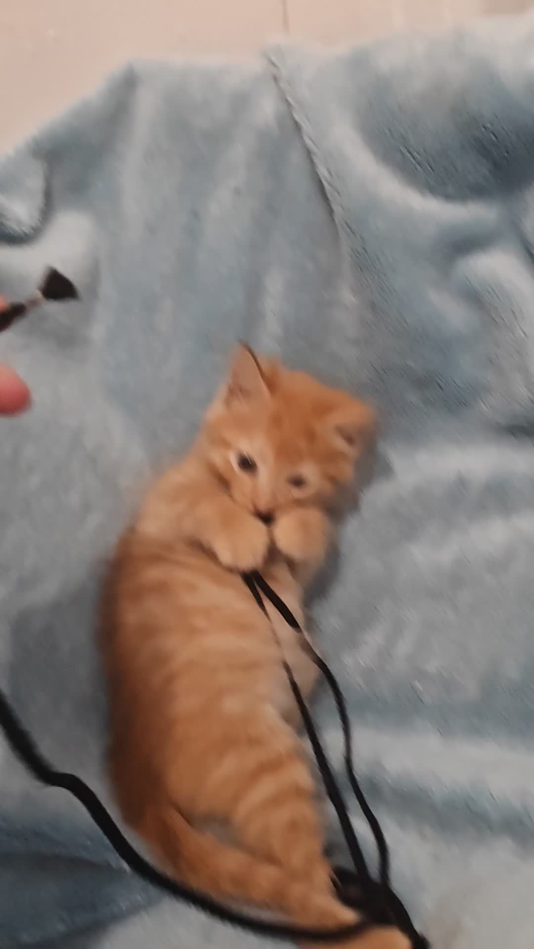 Mixed Breed cats for sale: Beautiful kittes Videos - Video 1