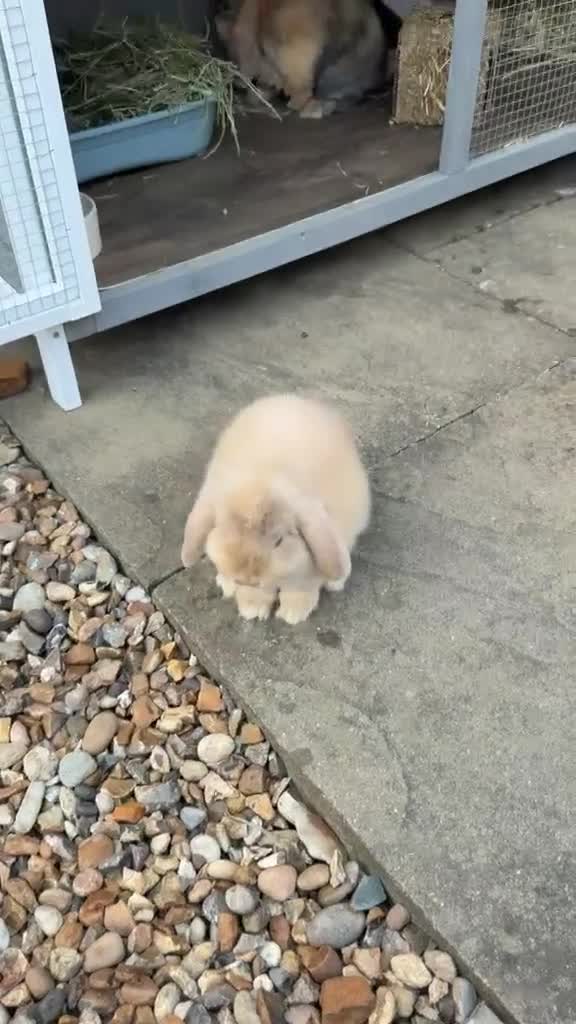 Mini Lop rabbits for sale: Two Adorable Mini lops looking for the best home  in Bracknell - Video 1
