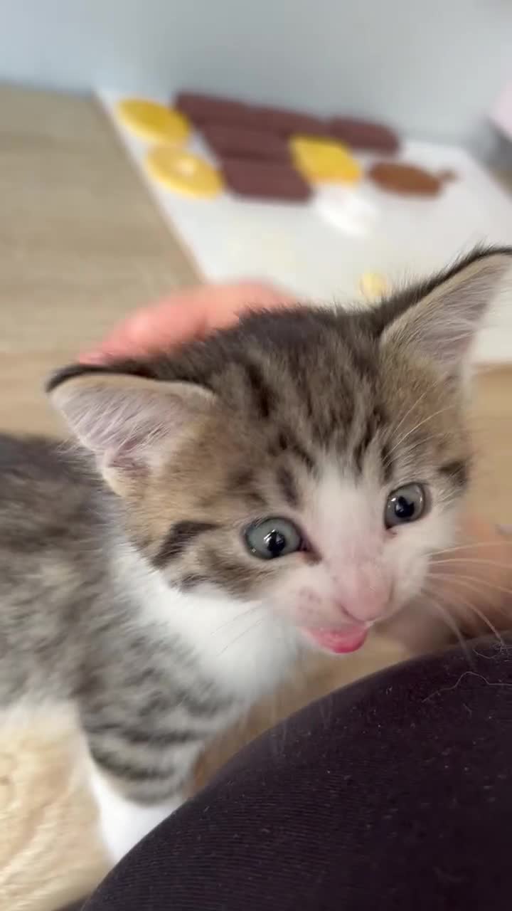 Mixed Breed cats for sale: 3 beautiful tabby kittens remaining 🥹 - Video 3