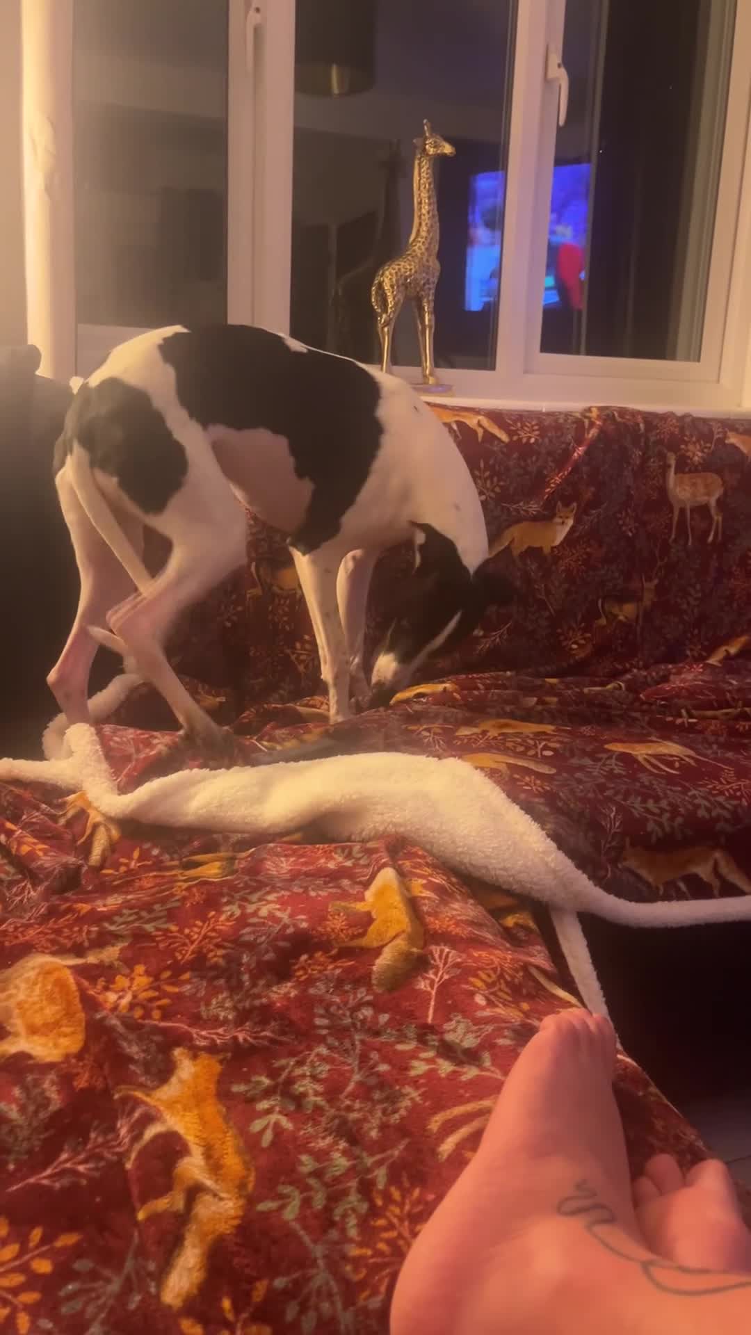 Whippet dogs for sale: Sweet Female Whippet - Video 1