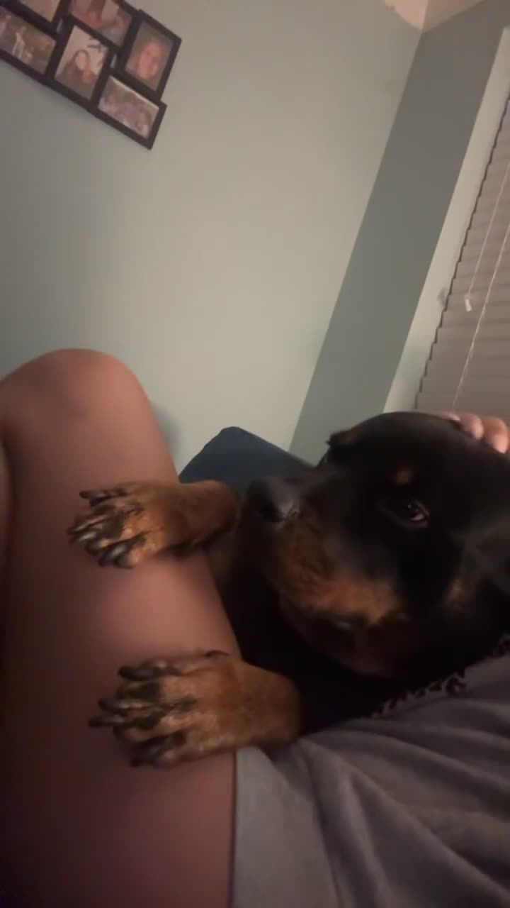 Rottweiler dogs for sale: Zulu 4 year old Rottweiler  - Video 3