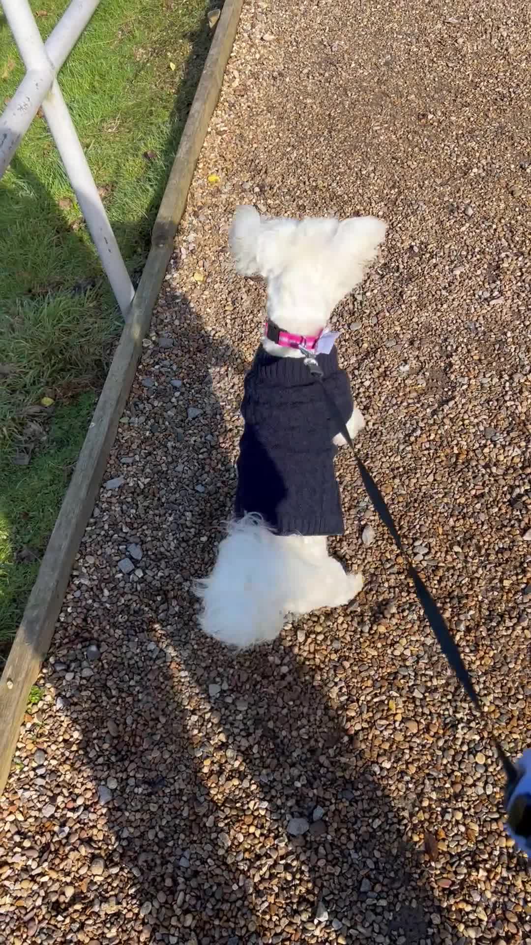 Bichon Frise dogs for stud: Bichon - Video 2