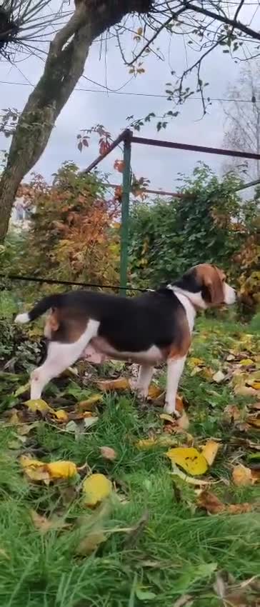 Beagle dogs for adoption: Mona - female Beagle - Video 2