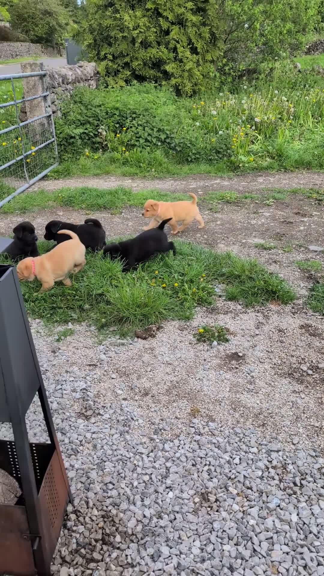 Mixed Breed dogs for sale: ❗ Only 4 left ❗- Chow Chow x Labrador pups  - Video 1