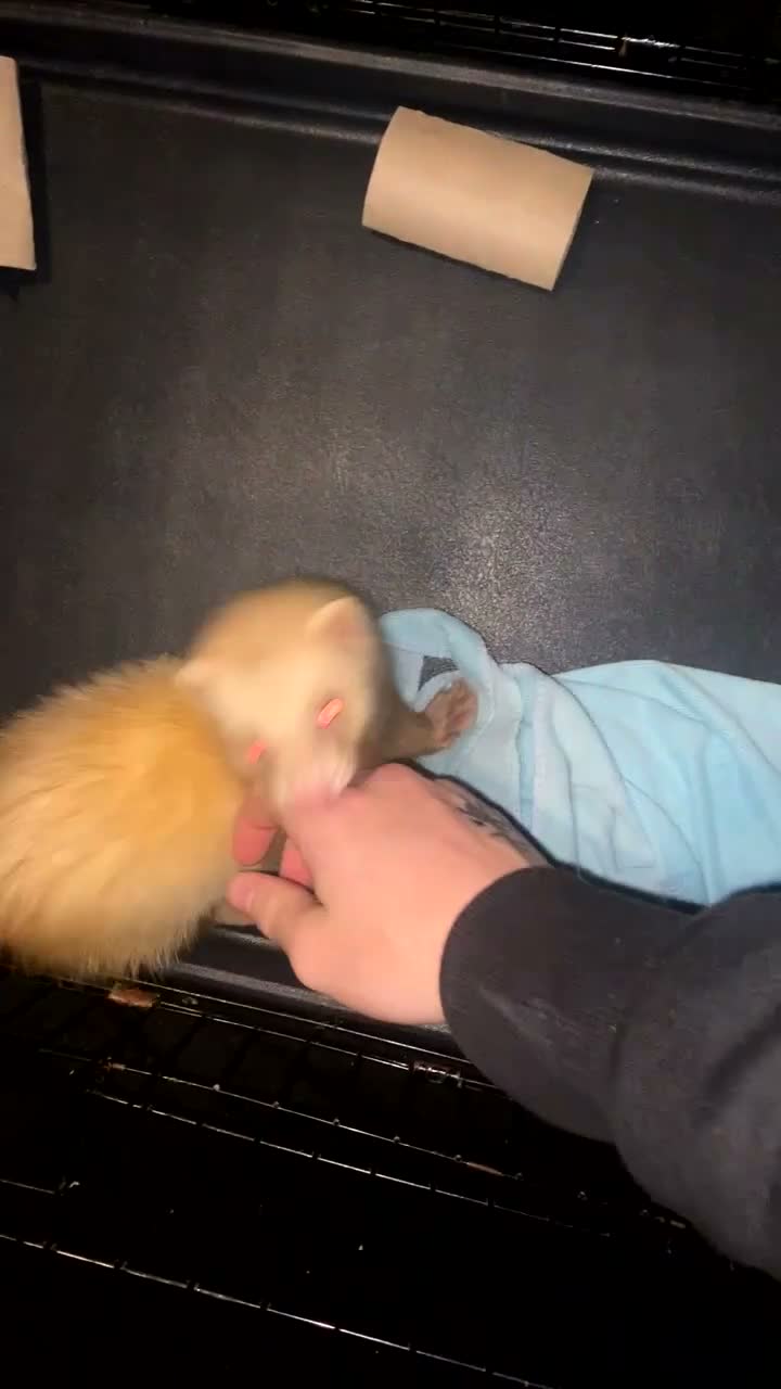 Ferret rodents for sale: 15 week old male ferret  in Nottingham - Video 2
