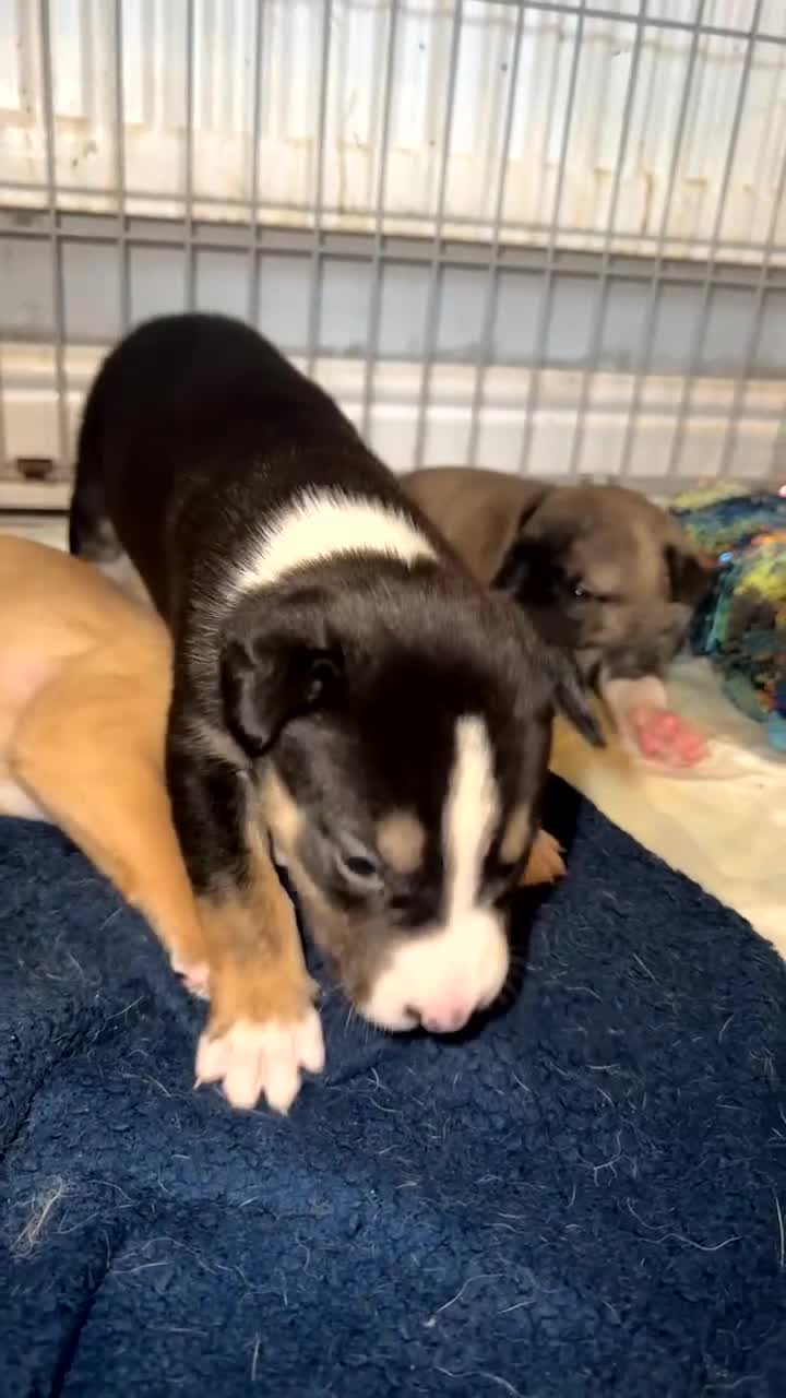 Mixed Breed dogs for sale: Husky x Staffy puppy’s ready now!  - Video 2