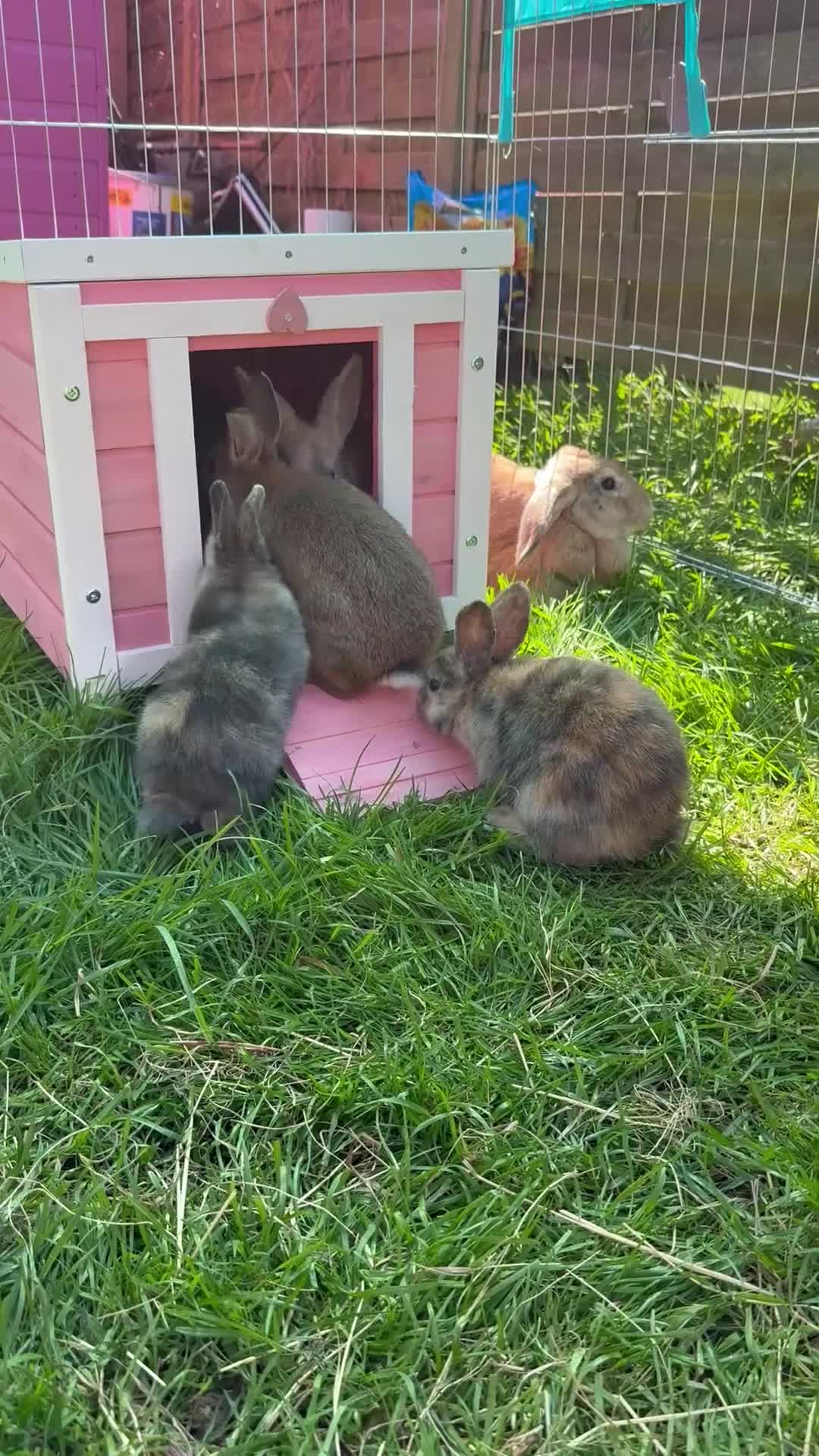 Mixed Breed rabbits for sale: 7 baby rabbis for sale  - Video 1