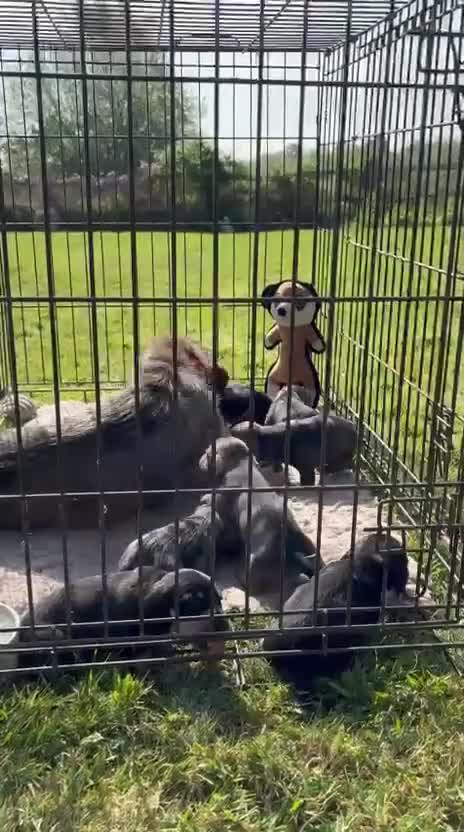 Dachshund dogs for sale: Wire haired dachshund  - Video 1