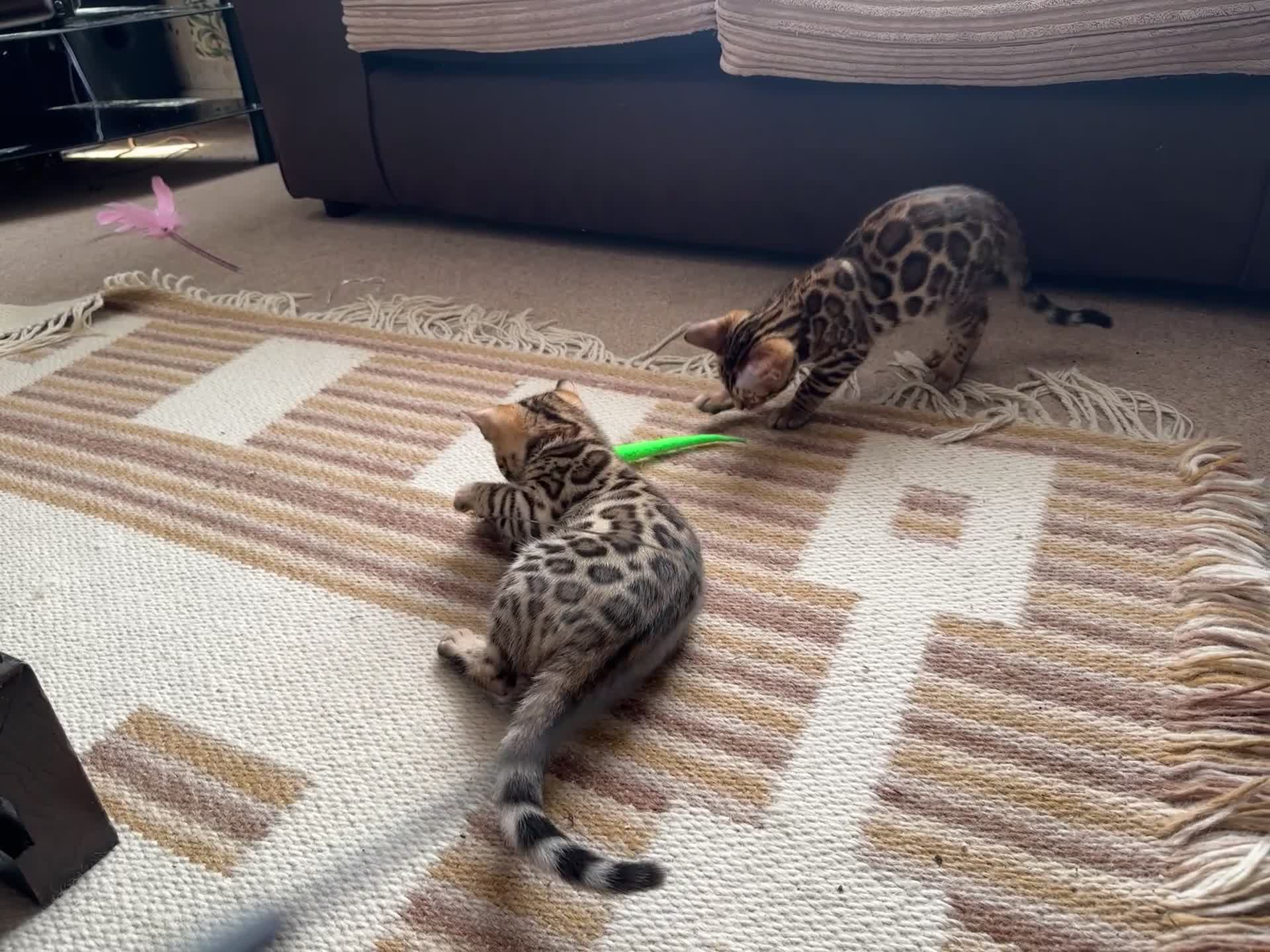 Bengal cats for sale: TICA registered bengal kittens!🐱 - Video 2