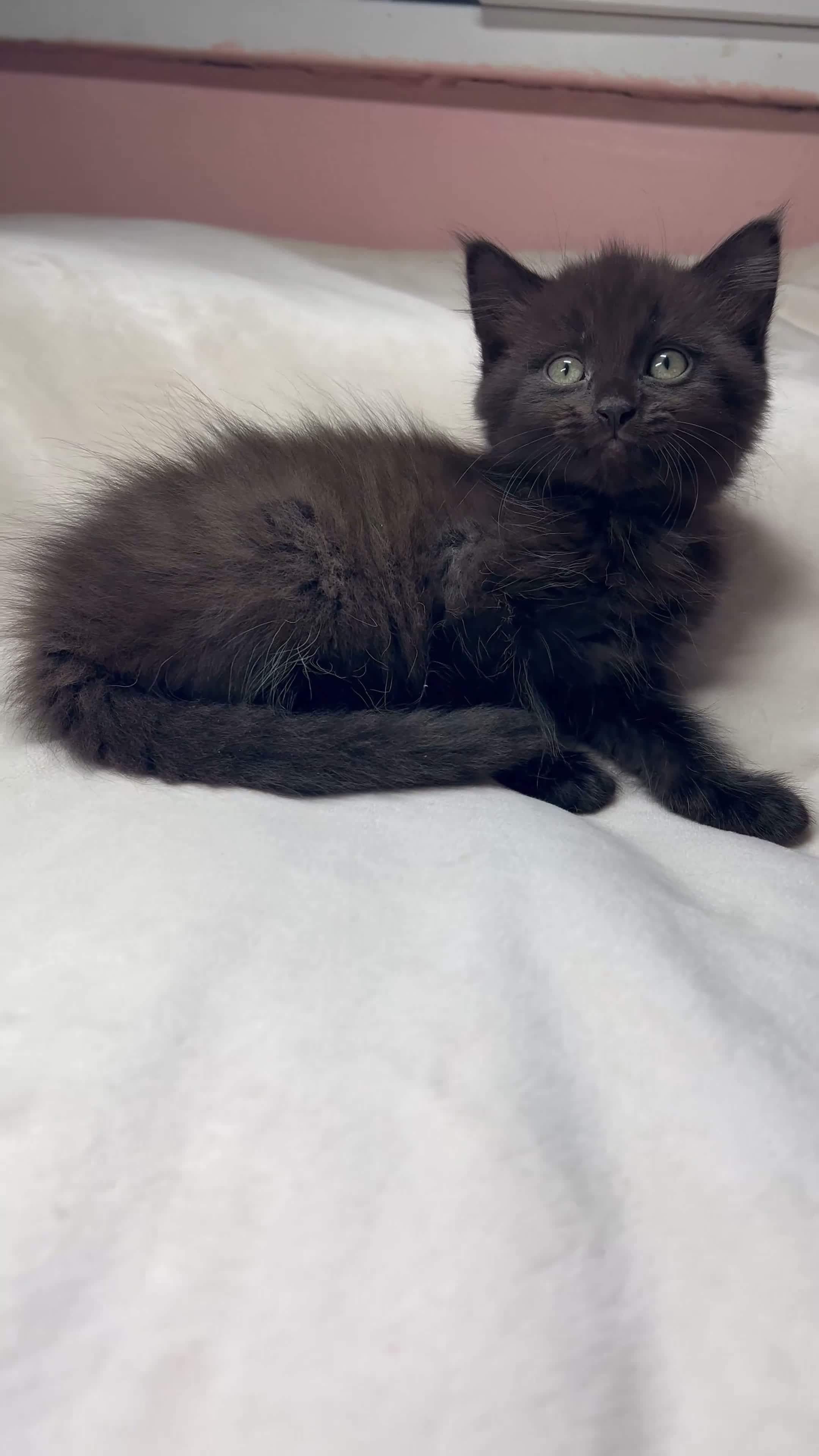Mixed Breed cats for sale: Mixed kittens  - Video 2