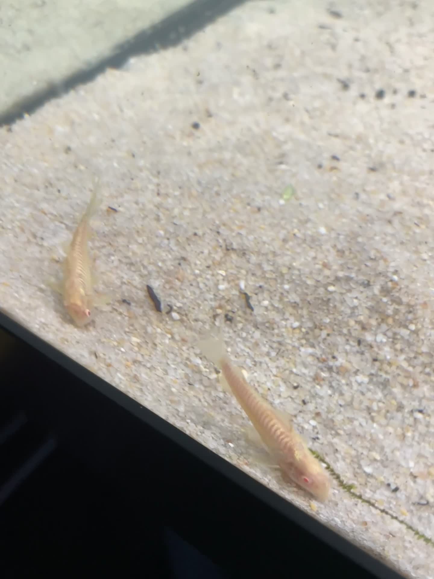 Tetras fish for sale: Healthy Community Fish in Hounslow - Video 2