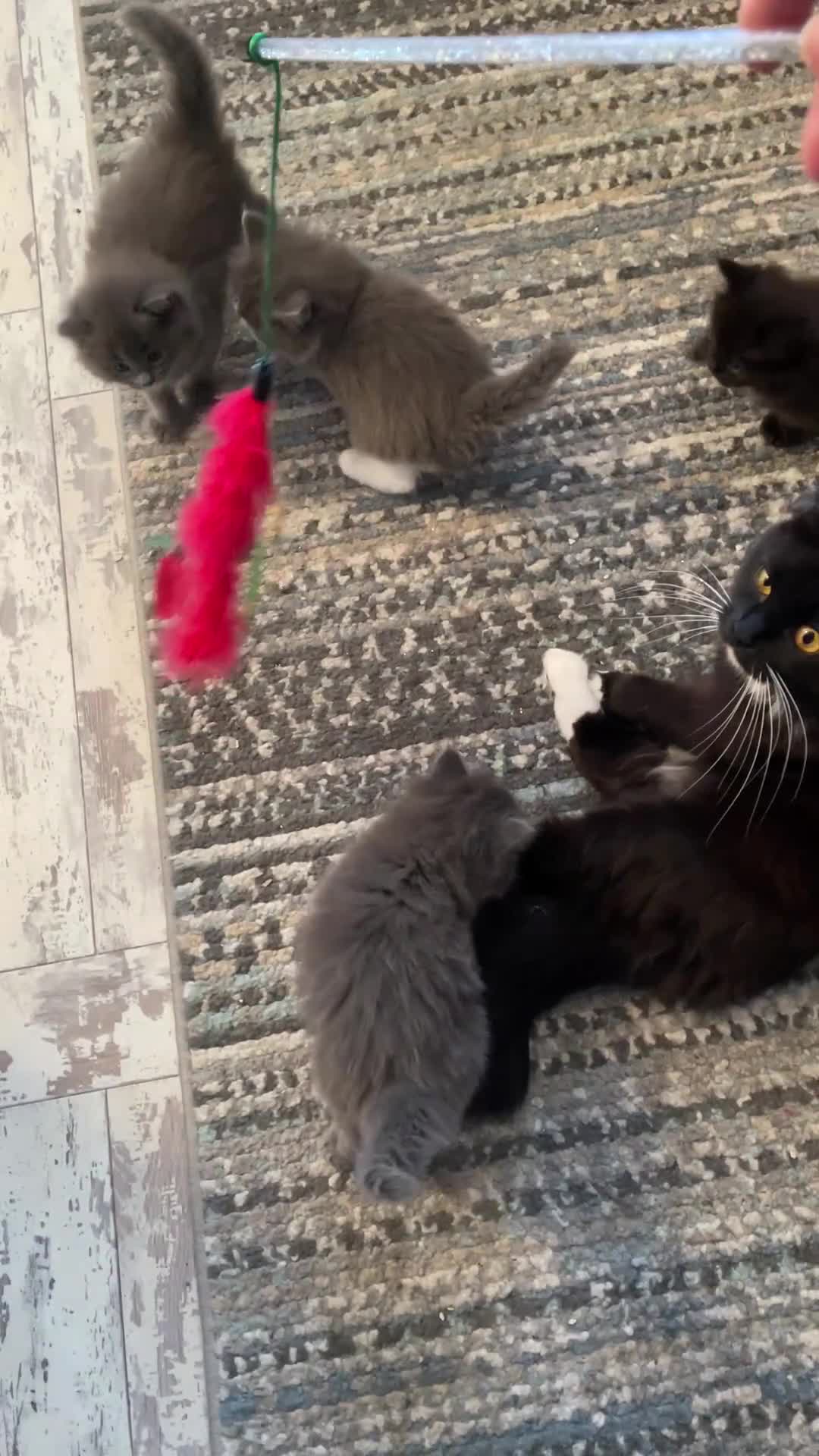 Ragdoll cats for sale: Beautiful Ragdoll kittens rare blue colour - Video 1