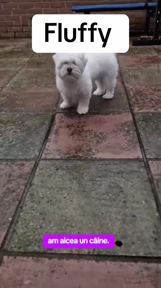 Maltese dogs for stud: Fluffy  in Slough - Video 2