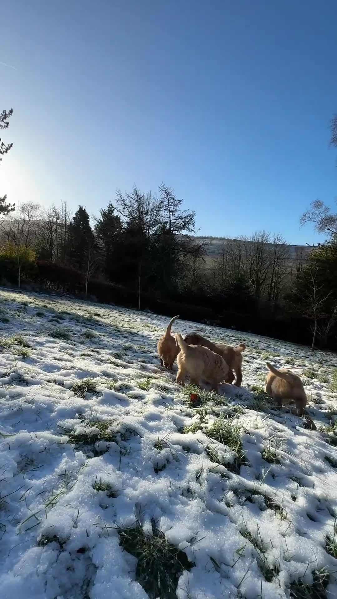 Golden Retriever dogs for sale: Golden Retriever pups for sale - Video 5