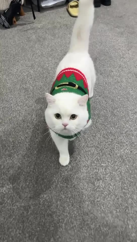 British Shorthair cats for sale: Bonded pair of indoor cats seeking forever home❤️ in Sheffield - Video 1