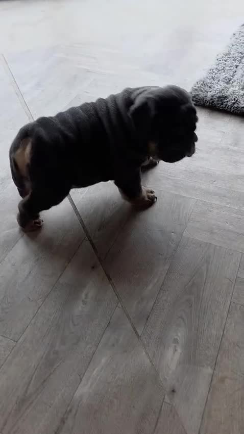 English Bulldog dogs for sale: Blue Boy English Bulldog 💥MASSIVELY REDUCED💥) in Derby - Video 1