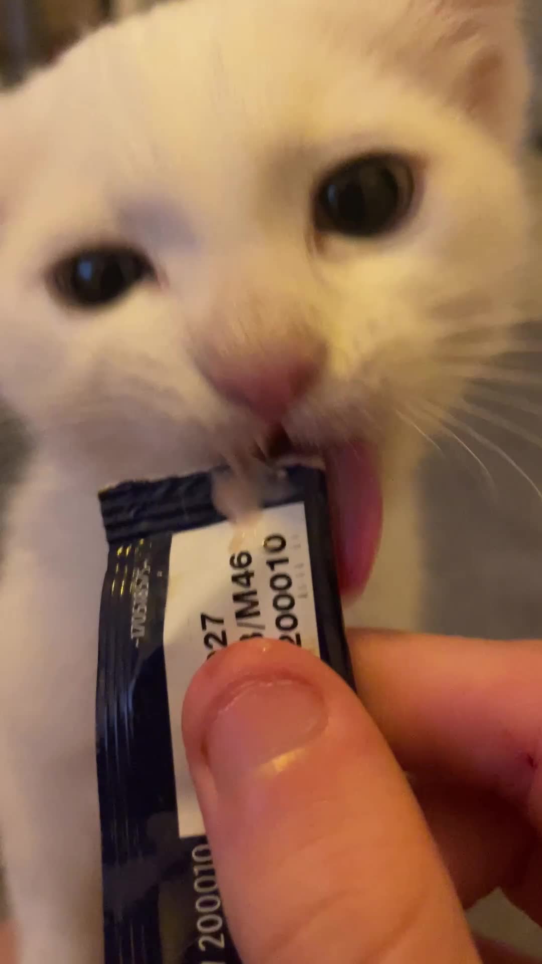 British Shorthair cats for sale: Beautiful white cat - Video 1