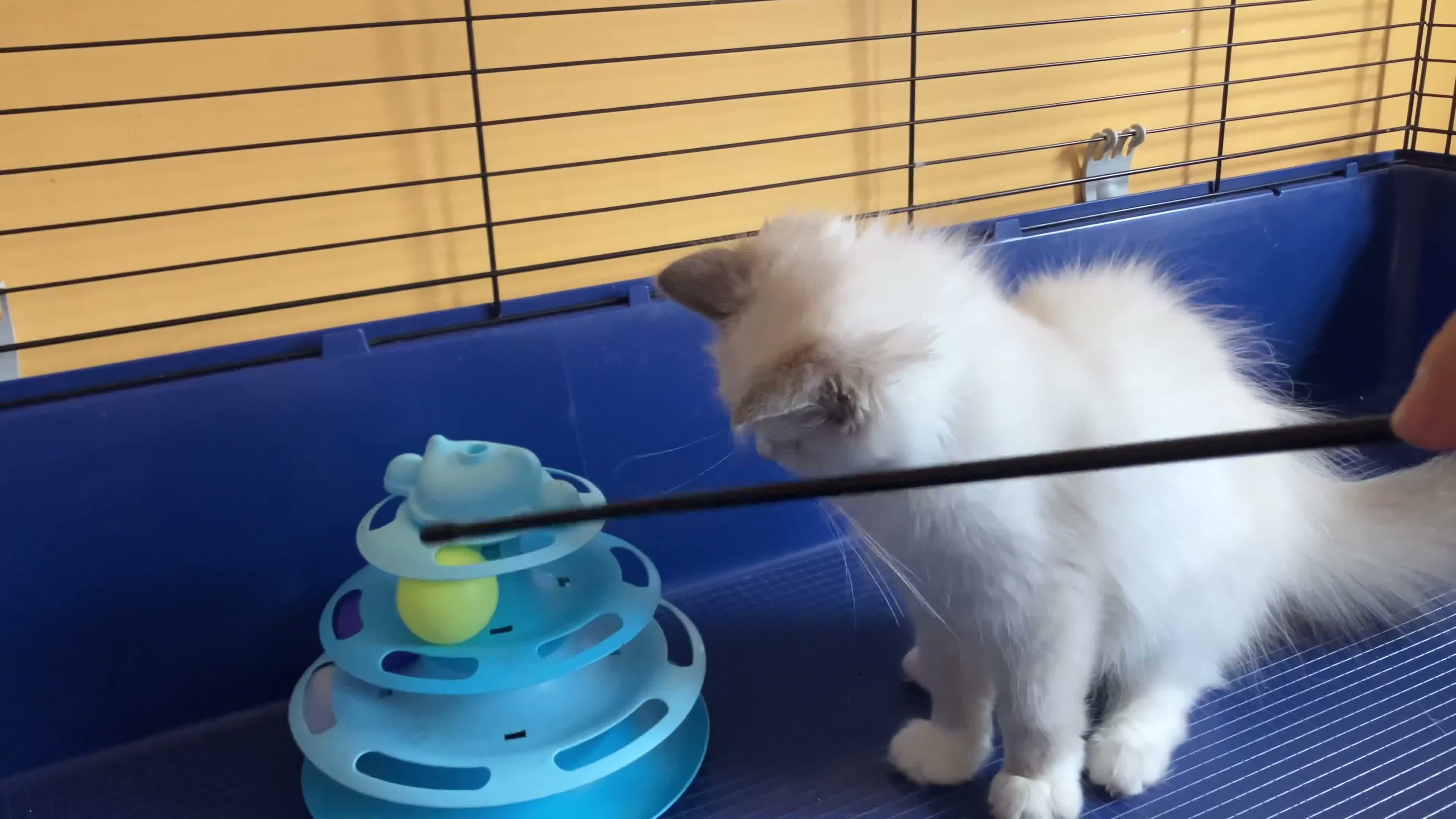 Ragdoll cats for sale: GCCF Сhampion Bloodline Ragdoll 5 GenPedigree 🏆🌟 - Video 1