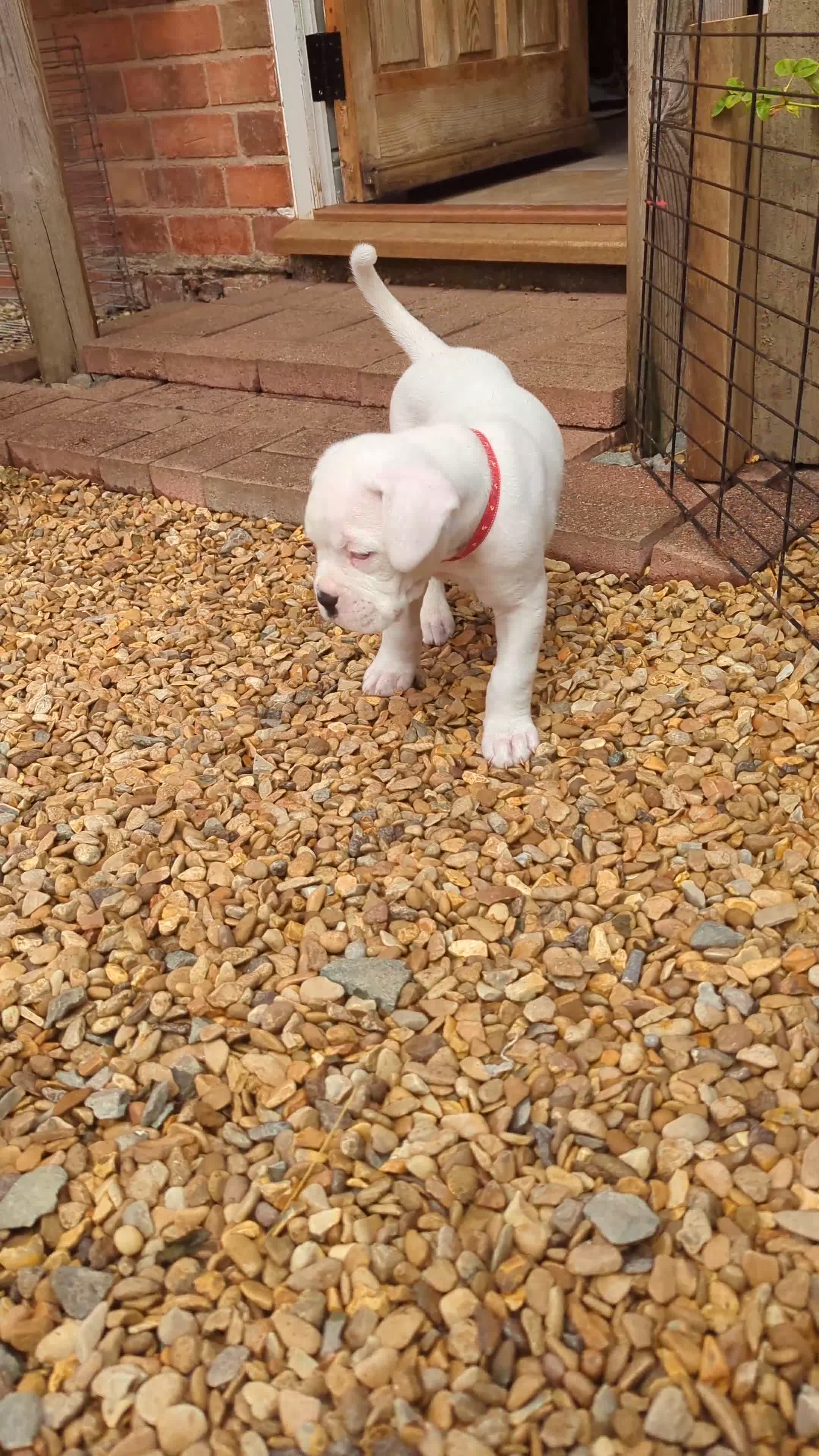 Boxer dogs for sale: Zero heart score mum. Only one puppy left - Video 5