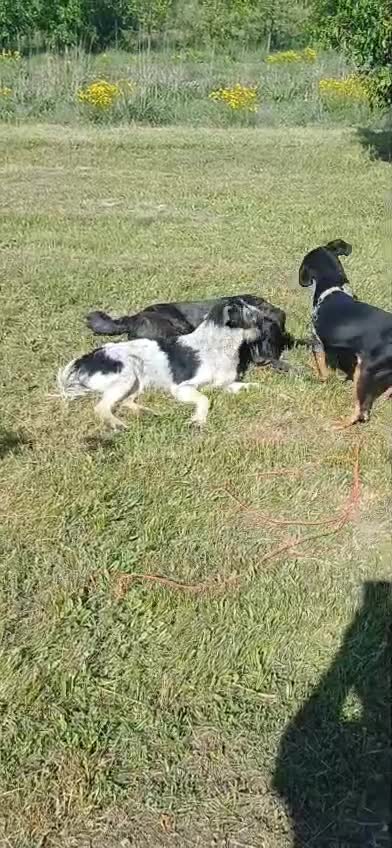 Mixed Breed dogs for adoption: Beautiful & Gentle ADELE needs a Loving Home - Video 4