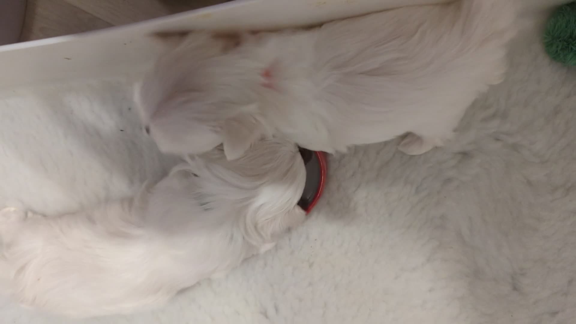 Maltese dogs for sale: Stunning Maltese puppies - Video 1