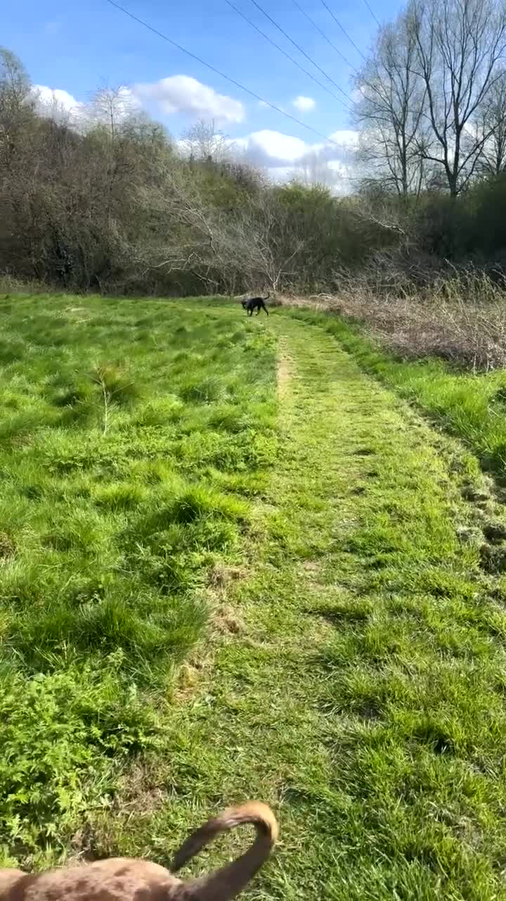 Mixed Breed dogs for sale: 14 Month Presador - Video 2