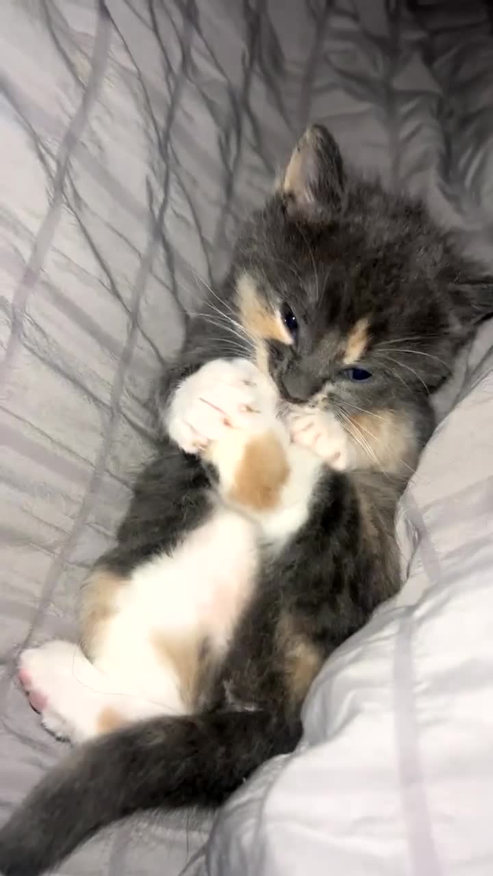 Russian Blue cats for sale: Beautiful Mixed Russian blue kittens  - Video 4