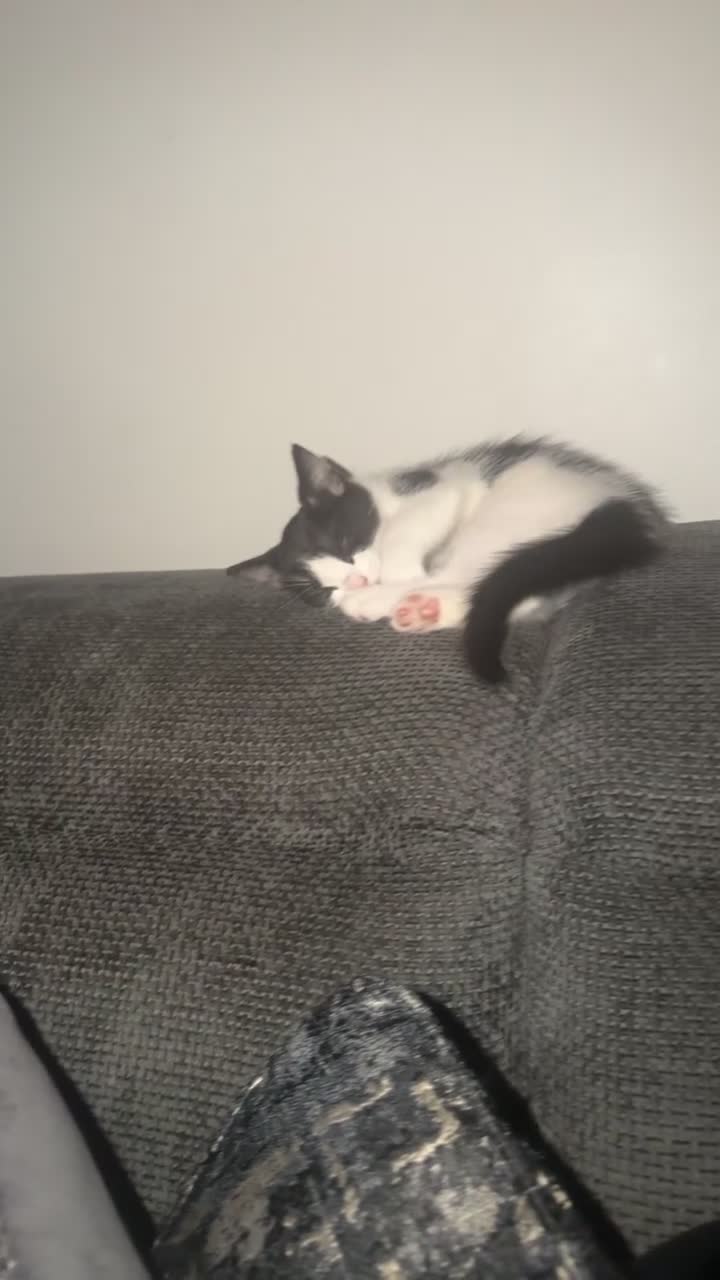 Mixed Breed cats for sale: 4 Adorable Playful Kittens Ready to Go 🐱❤️ in Thornton Heath - Video 1