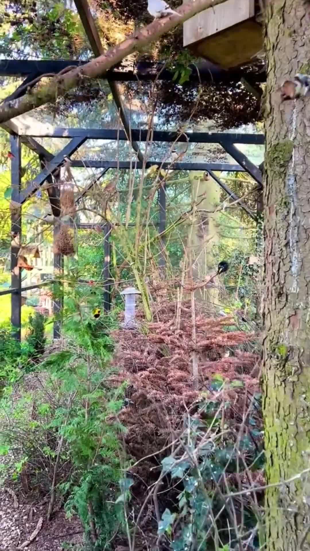 Mixed Breed birds for sale: Finch / Budgie / Canary / Love Birds - Video 1