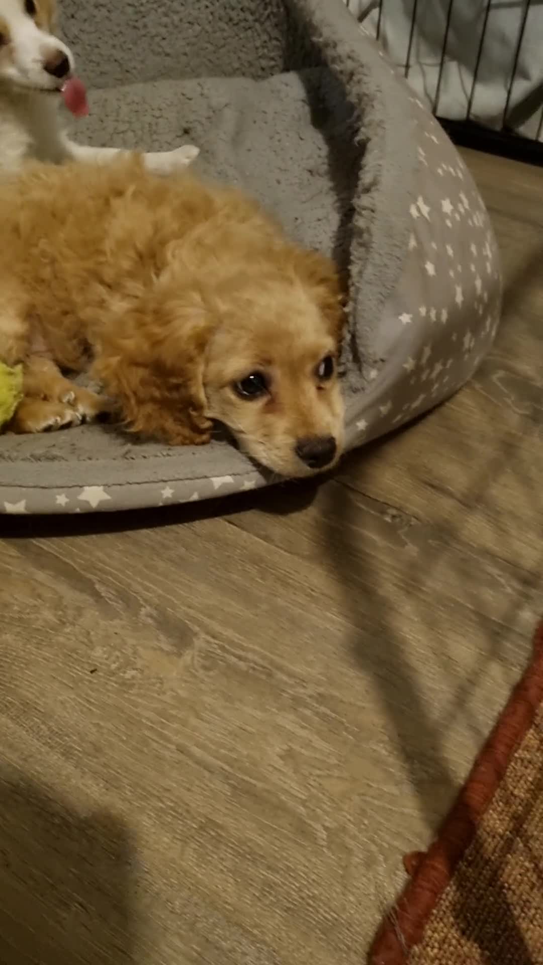 Cavapoo dogs for sale: Beautiful litter of Cavapoo puppies - Video 2