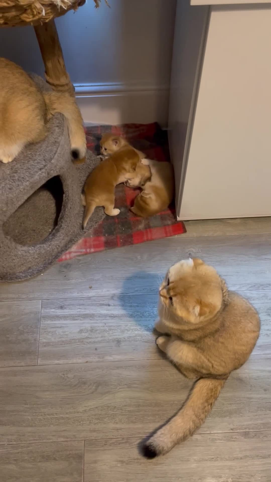 Scottish Fold cats for sale: LUXURY GOLDEN CHINCHILLA  SCOTTISH FOLD KITTENS - Video 5