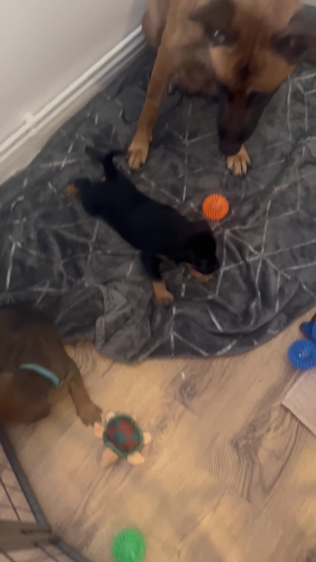 Mixed Breed dogs for sale: Beautiful Belgium Malinois cross puppy’s for sale  - Video 2
