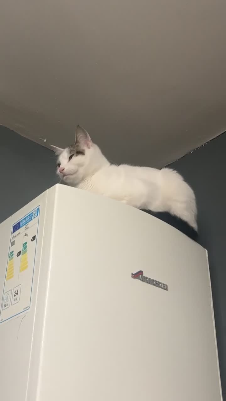 Mixed Breed cats for sale: 2 year old female cat looking for a forever home. in Birmingham - Video 1