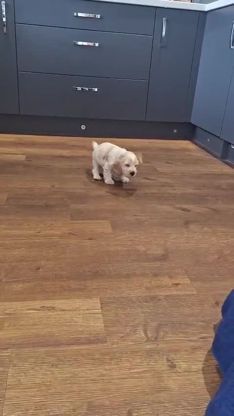 Cocker Spaniel dogs for sale: Last KC Registered Cocker Spaniel Puppy *SOLD ** - Video 1